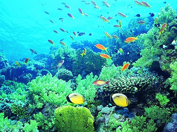 レンボンガンの海中のサンゴ礁と熱帯魚