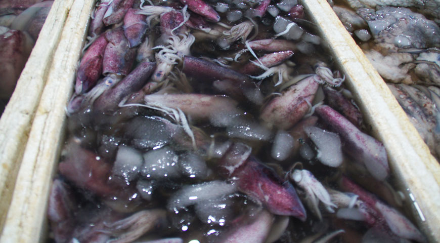 ジンバランの魚市場内に陳列された沢山のイカ