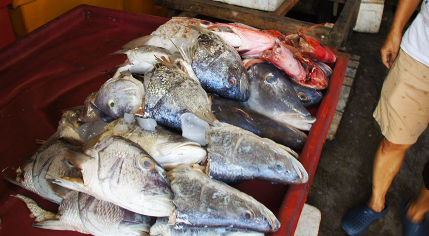 ジンバランの魚市場内に陳列された沢山の魚の頭