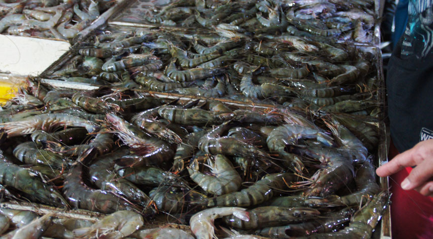 ジンバランの魚市場内に陳列された沢山の大きなブラックタイガーエビ