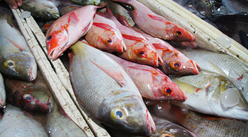 赤い色をした沢山の魚