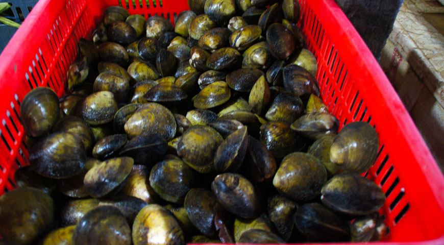 ジンバランの魚市場内に陳列された沢山の貝