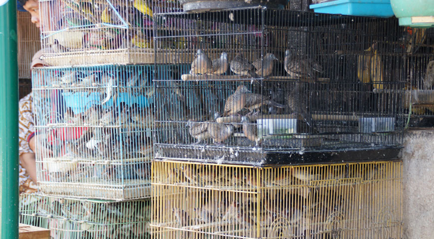 鳥かごに入れられた沢山の小鳥