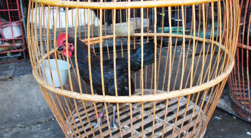 丸い木製のカゴに入れられた黒いニワトリ