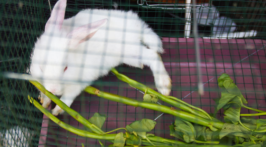 餌を食べる白いウサギ