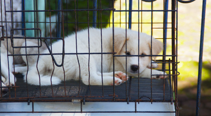 こちらを見ている白い子犬