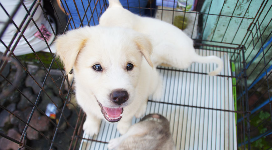 かわいい子供のキンタマーニ犬