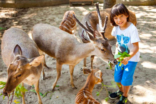 草食動物たちとの触れあう子供