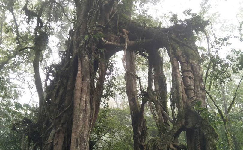 バリ島で沐浴とガジュマルの木のパワースポット