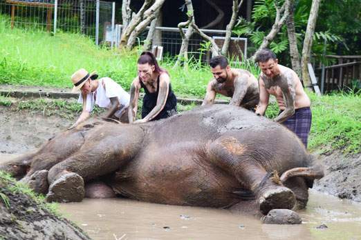 水辺で横たわる象に泥を塗るツアー参加者たち