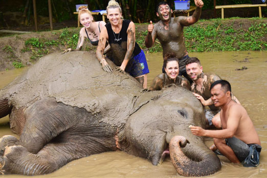 泥水で気持ちよさそうに寝転がる象とツアー参加者たち