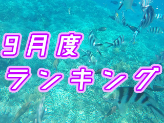 レンボンガン島のシュノーケリングポイントで泳ぐ熱帯魚