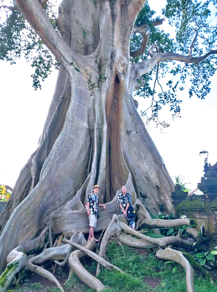 とても大きなガジュマルの木の根元に立つご夫婦