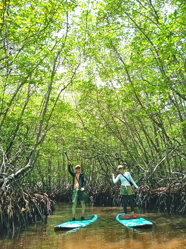 緑いっぱいのマングローブでSUPを楽しむカップル